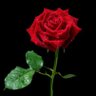 Profilbild von Iria 🌹🇪🇦🌹