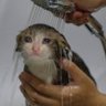 Фото профиля knight of the sad cats