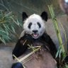 Фото профиля Love Panda