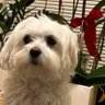 tom T's profile picture