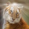 Le Tigresse🪽🔥 profil fotoğrafı