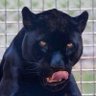 mfanha wechidiki profil fotoğrafı