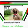 sagasta sagasta 的头像