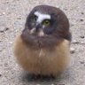 Profilbild von ぽんた