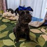 かず🐕 的头像