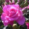 梅干し925　元youko垢's profile picture