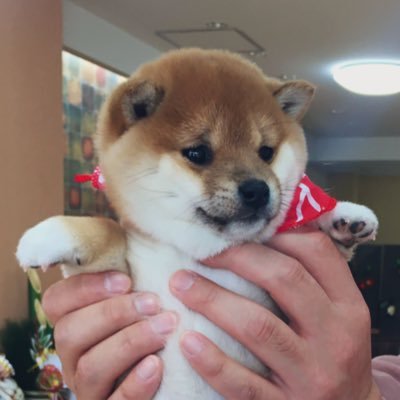 豆柴モモ's profile picture