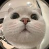 Profilbild von cat lover