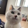 Profilbild von あじまま🐈⬛