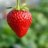 Profilbild von strawberry