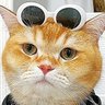 🎁 Giftintouch🏅😸 的头像