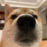 ZL's profile picture