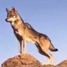 Theeb.NJD's profile picture