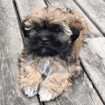 DogsRgrr8's profile picture