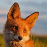 Profilbild von Agent Fox