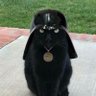 GATO SUS 的头像