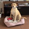 Фото профиля CHICHO