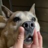 みずを🐕 profil fotoğrafı