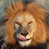 The Lion Is King 的头像