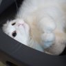 Jennie Ping😼 的头像