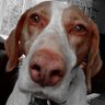 LadyAlicetheseadogBoots's profile picture