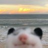Profilbild von Kokocrunch