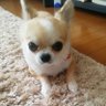 しきちゃん 的头像
