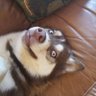 Profilbild von HuskyloverSarah