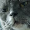 Shyn profil fotoğrafı