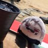 いなり〜ぬ 的头像