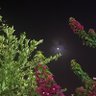 الصفاء ᥫ᭡ 的头像