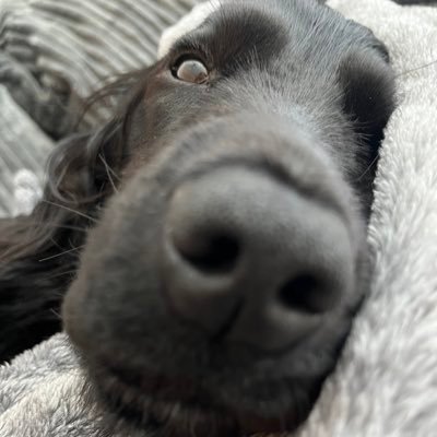 おっちょこちょいのいぬ's profile picture