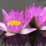 Louise（互Fo互粉） profil fotoğrafı