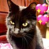 Profilbild von はしもとにゃーにゃー