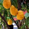 أُتْرُجَّة's profile picture