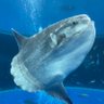 マンボウ's profile picture