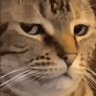 Profilbild von Kesh on Hend