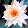 Фото профиля 花鞠花