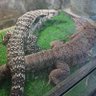 ひろ🐦🦅🐍🦎 profil fotoğrafı