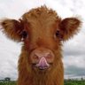 Profilbild von GrootKop