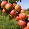 Profilbild von ابوعماد322