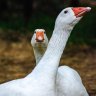 McGoose profil fotoğrafı