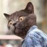 ℏBARito profil fotoğrafı
