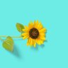عبير الورد 🌻 的头像