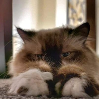 thechonkygod's profile picture