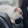 ลูฟี่หัวใจส้ม 🧡🧡 profil fotoğrafı