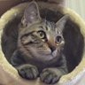 ゆず's profile picture