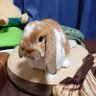 いつかは母を卒業 的头像