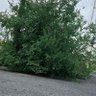 Çarto Noybera 的头像