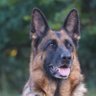 WatchDog 🇺🇸 profil fotoğrafı